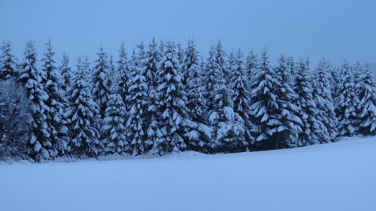 Обои елки, деревья, снег, зима, природа, синий