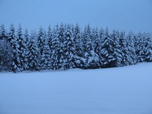 Превью обои елки, деревья, снег, зима, природа, синий