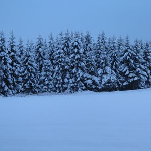 Превью обои елки, деревья, снег, зима, природа, синий