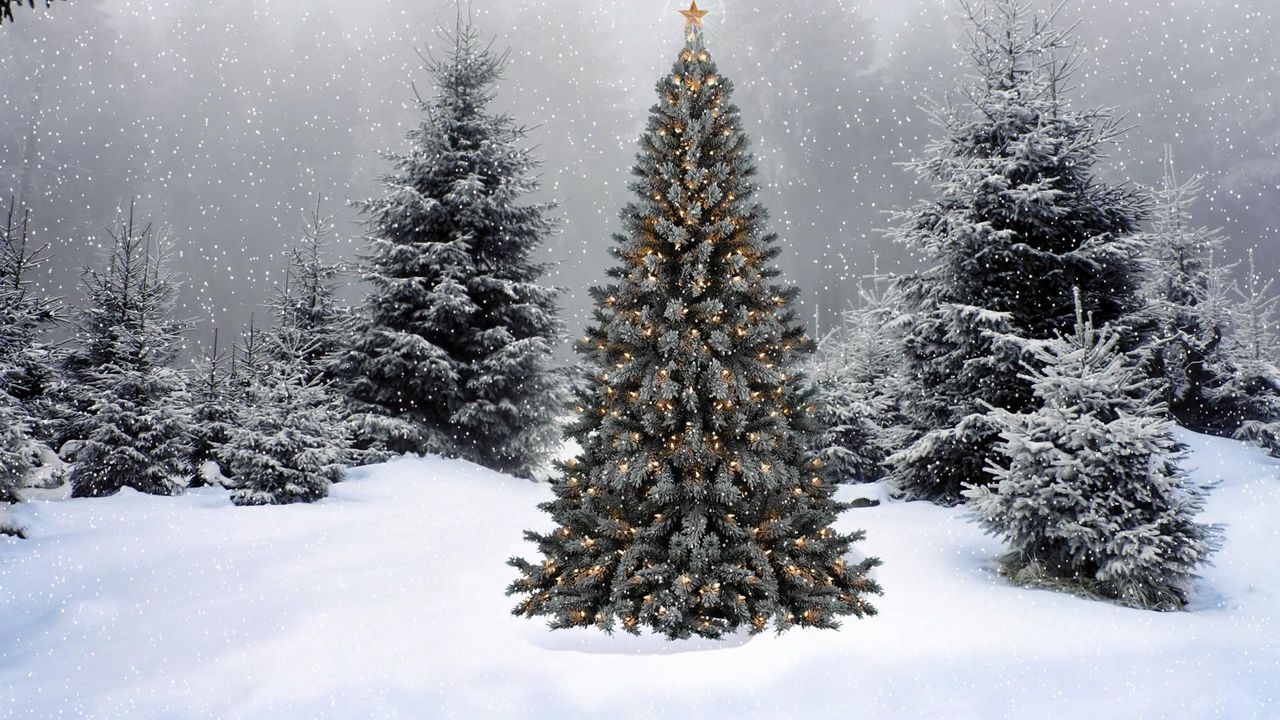 Обои елки, гирлянды, звезда, снег, зима, лес, новый год, рождество