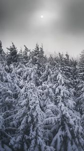 Превью обои елки, снег, деревья, зима, заснеженный