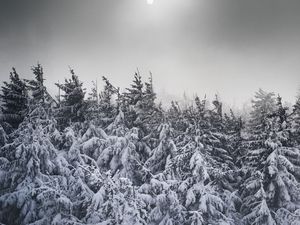 Превью обои елки, снег, деревья, зима, заснеженный