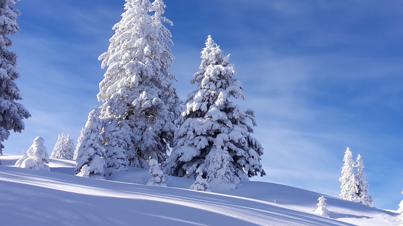 Обои елки, снег, зима, небо, природа
