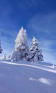 Превью обои елки, снег, зима, небо, природа
