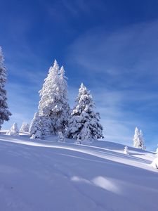 Превью обои елки, снег, зима, небо, природа