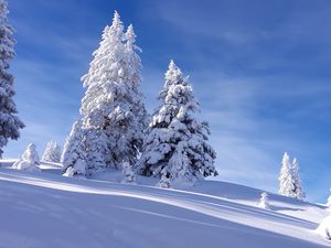 Превью обои елки, снег, зима, небо, природа