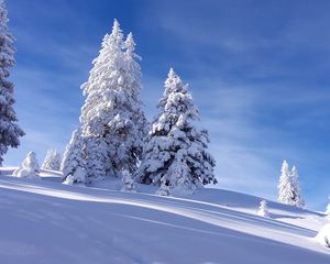 Превью обои елки, снег, зима, небо, природа