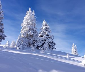 Превью обои елки, снег, зима, небо, природа