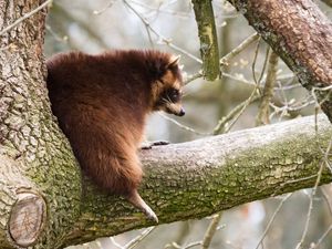 Превью обои енот, дерево, ветка, толстый