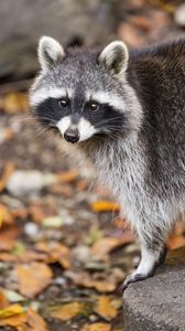 Превью обои енот, осень, листья, серый, желтый