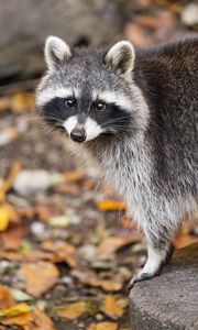 Превью обои енот, осень, листья, серый, желтый