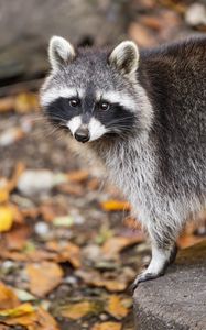 Превью обои енот, осень, листья, серый, желтый