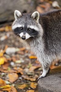 Превью обои енот, осень, листья, серый, желтый