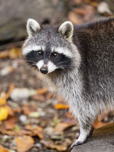 Превью обои енот, осень, листья, серый, желтый