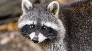 Превью обои енот, осень, листья, серый, желтый