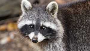 Превью обои енот, осень, листья, серый, желтый