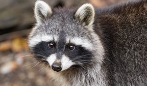 Превью обои енот, осень, листья, серый, желтый