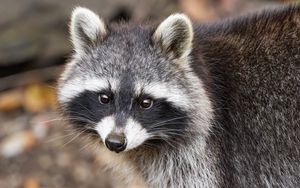 Превью обои енот, осень, листья, серый, желтый