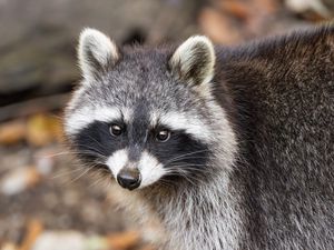 Превью обои енот, осень, листья, серый, желтый