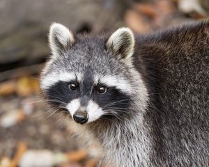 Превью обои енот, осень, листья, серый, желтый