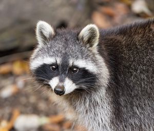 Превью обои енот, осень, листья, серый, желтый