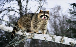 Превью обои енот, ветка, снег, лазать