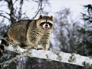 Превью обои енот, ветка, снег, лазать