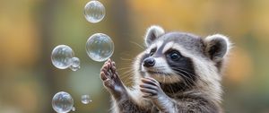 Превью обои енот, животное, пузыри, милый