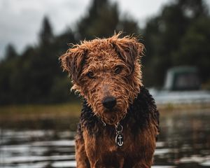 Превью обои эрдельтерьер, собака, мокрый, взгляд, питомец