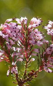 Превью обои erica multiflora, дикий цветок, ветки