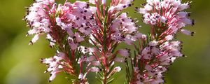 Превью обои erica multiflora, дикий цветок, ветки