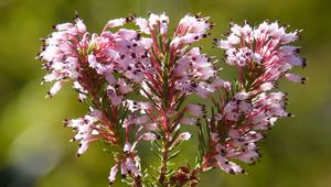 Превью обои erica multiflora, дикий цветок, ветки