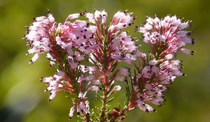 Превью обои erica multiflora, дикий цветок, ветки