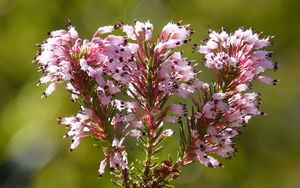 Превью обои erica multiflora, дикий цветок, ветки