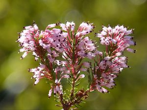 Превью обои erica multiflora, дикий цветок, ветки