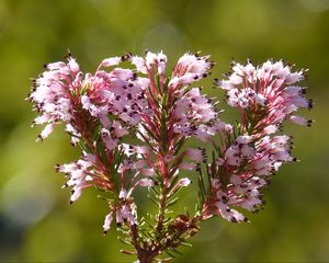 Превью обои erica multiflora, дикий цветок, ветки