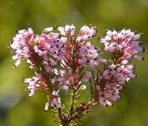 Превью обои erica multiflora, дикий цветок, ветки