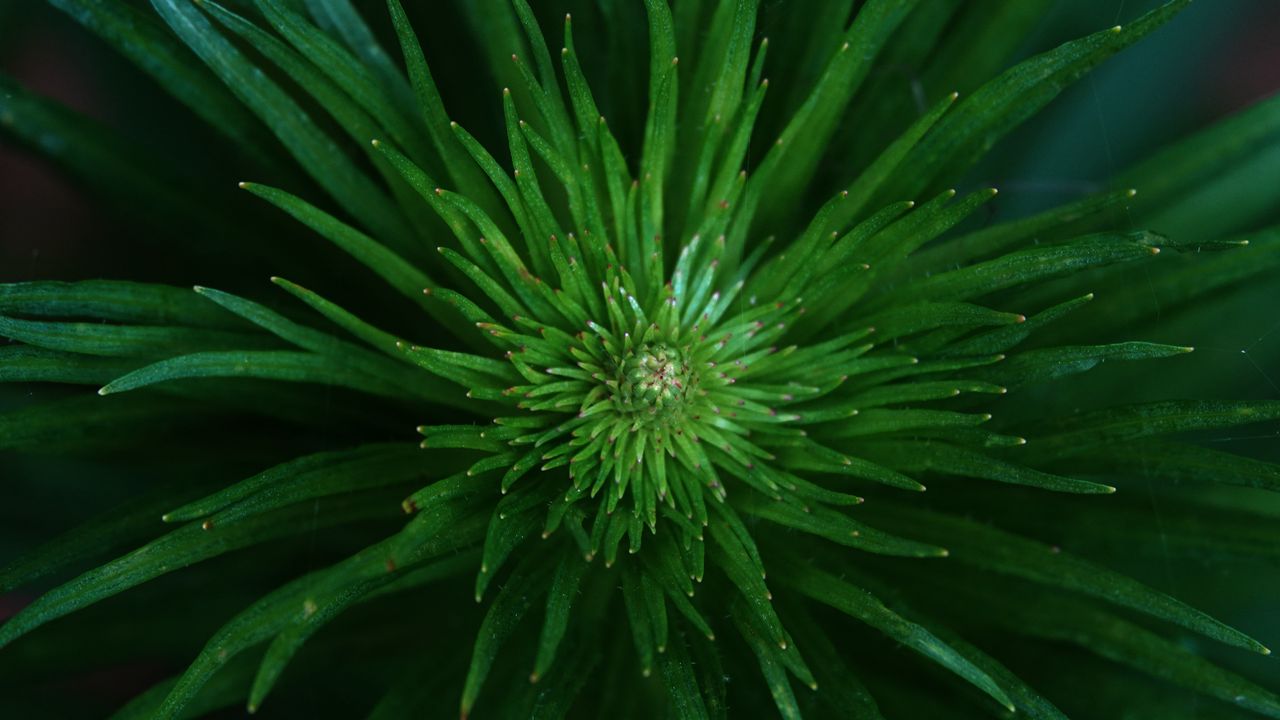 Обои эриокаулон, растение, листья, зеленый