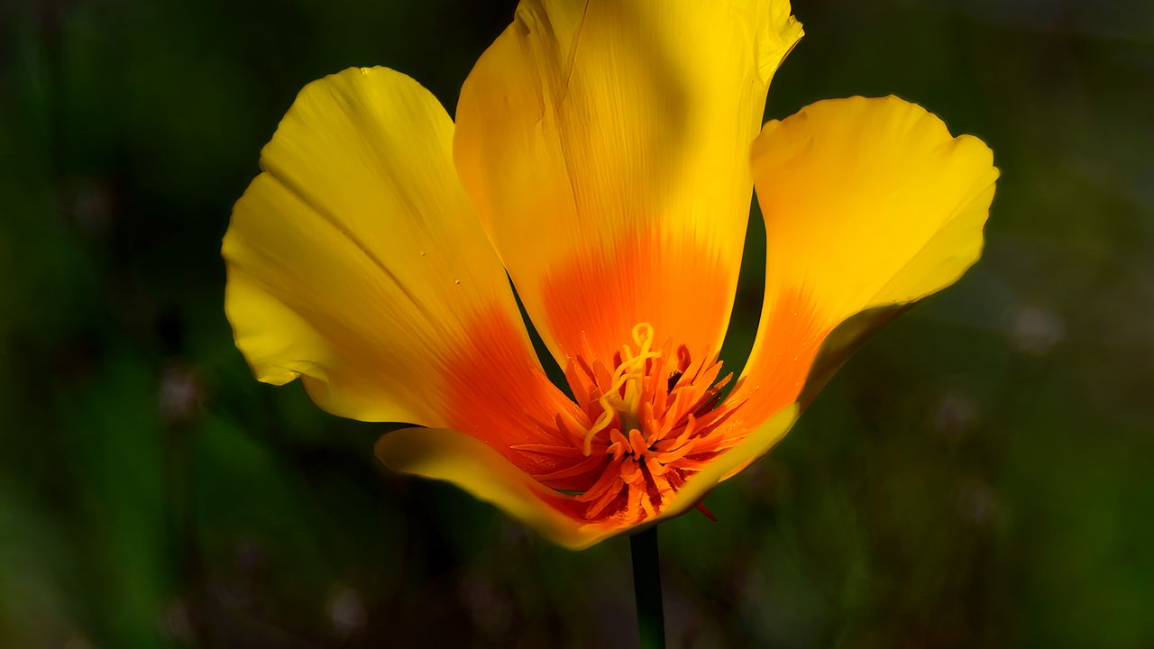 Обои эшшольция калифорнийская, цветок, лепестки, макро, желтый