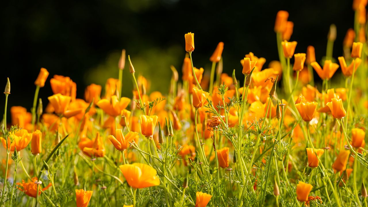 Обои эшшольция калифорнийская, цветы, лепестки, оранжевый