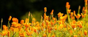 Превью обои эшшольция калифорнийская, цветы, лепестки, оранжевый