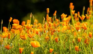 Превью обои эшшольция калифорнийская, цветы, лепестки, оранжевый