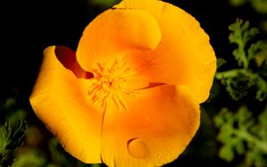 Превью обои эшшольция, цветок, лепестки, капли, желтый