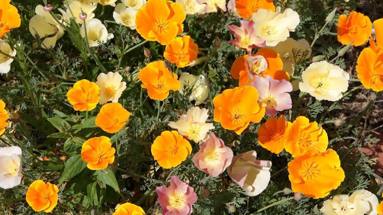 Обои эшшольция, цветы, яркие, оранжевые, клумба, солнечно