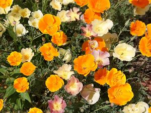 Превью обои эшшольция, цветы, яркие, оранжевые, клумба, солнечно