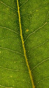 Превью обои эвкалипт, лист, макро, зеленый