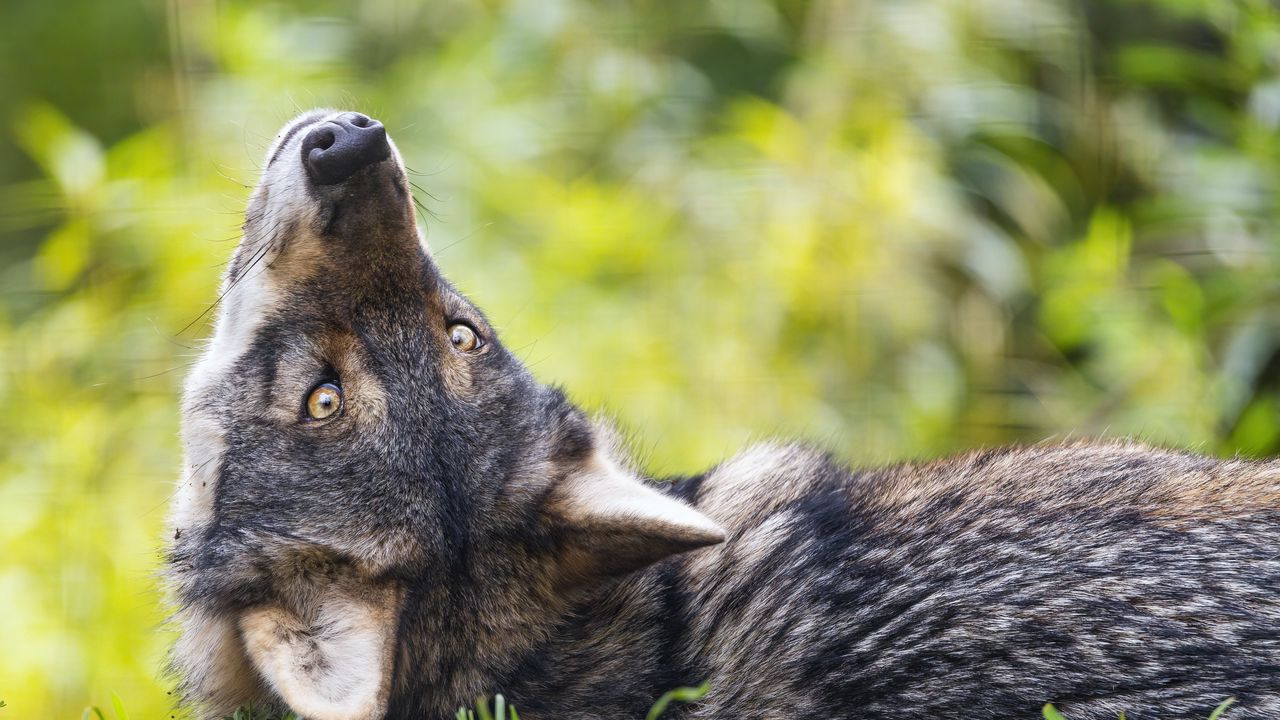 Обои евразийский волк, волк, поза, хищник, животное, трава