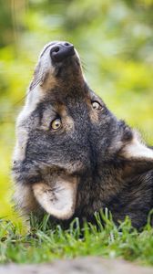 Превью обои евразийский волк, волк, поза, хищник, животное, трава