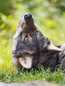 Превью обои евразийский волк, волк, поза, хищник, животное, трава