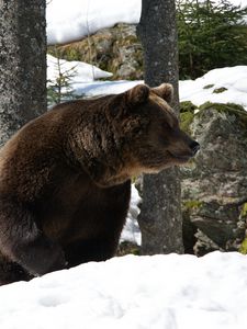 Превью обои евроазиатский медведь, медведь, зима, снег, деревья